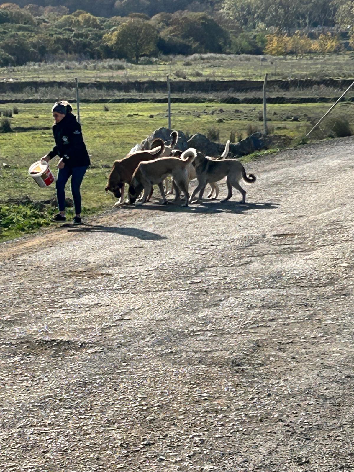 Bugün Can Dostlarımız İçin Besleme Yaptık!