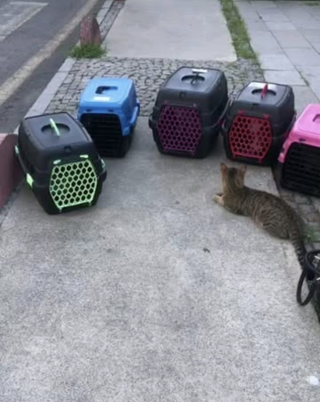 Kedi kısırlaştırma etkinliği