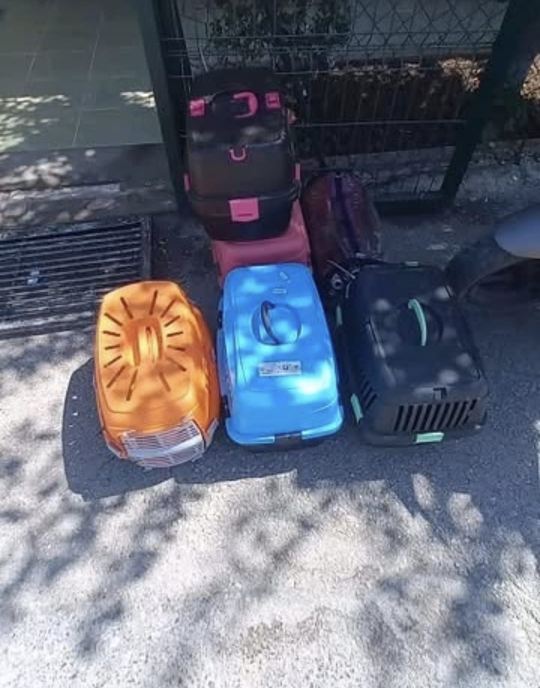 Kısırlaştırma etkinliği gerçekleştirdik