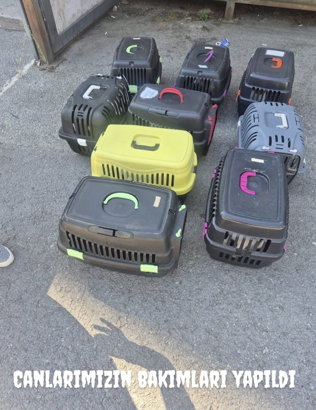 Toplu kısırlaştırma etkinliği gerçekleştirdik